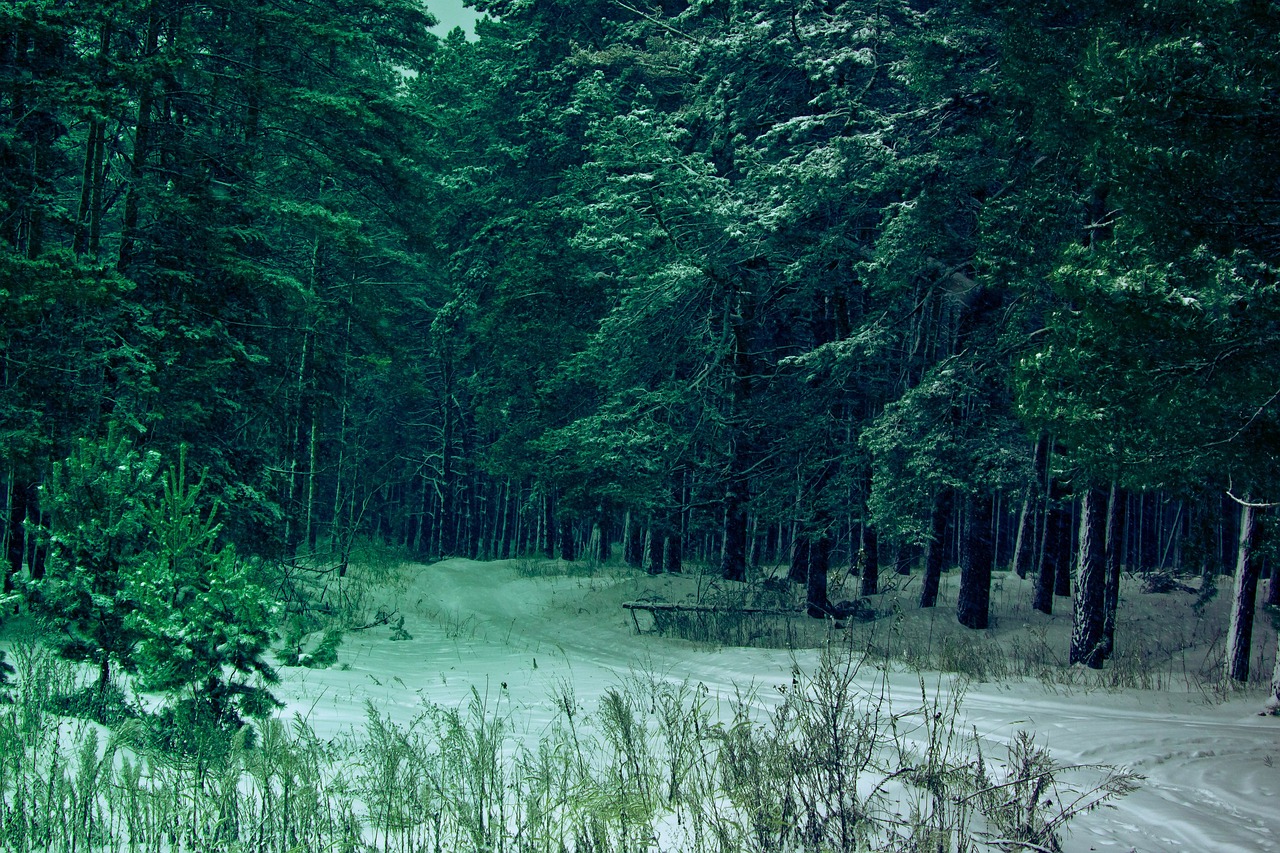 winter forest russia free photo