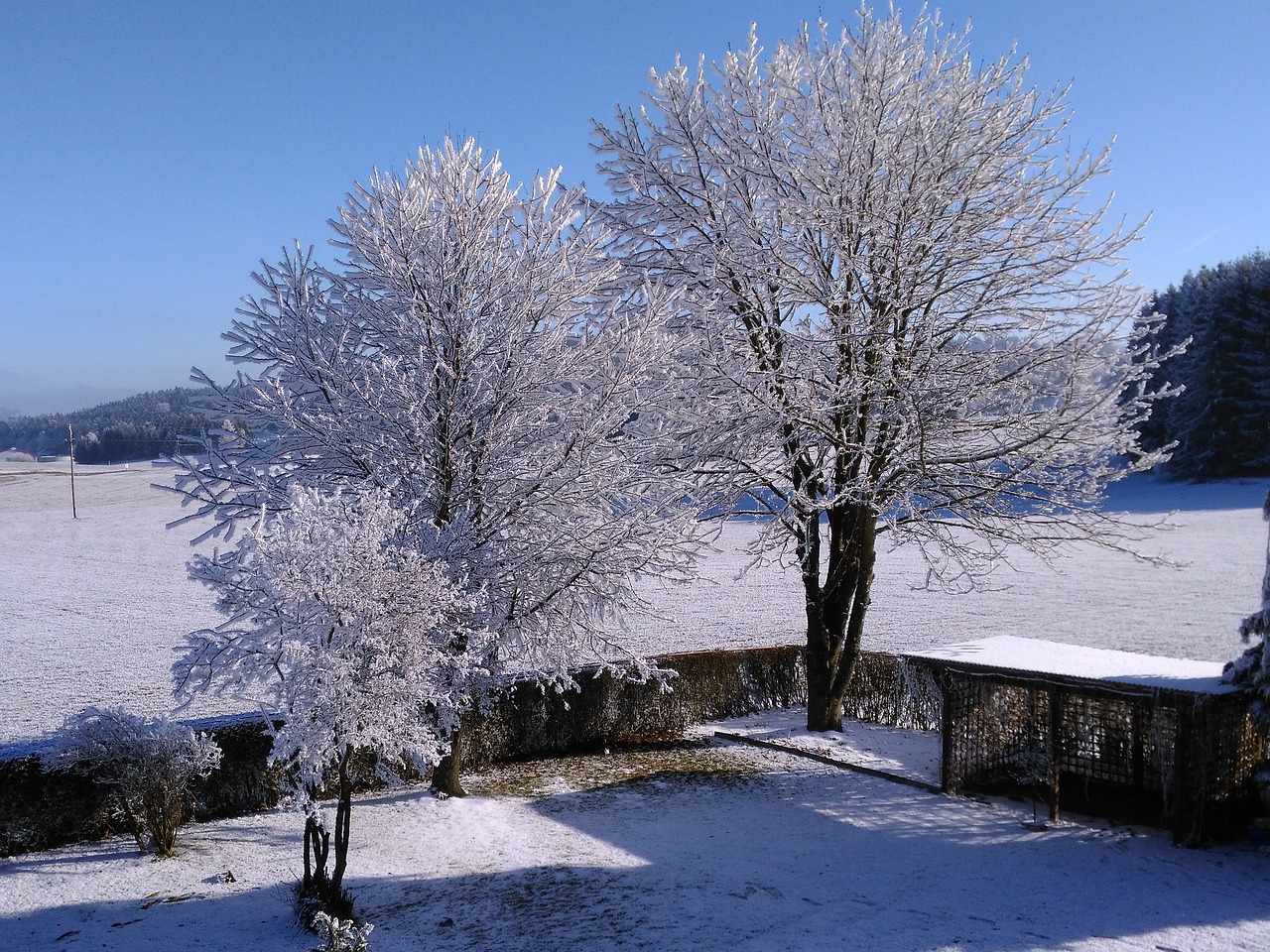 winter hoarfrost wintry free photo