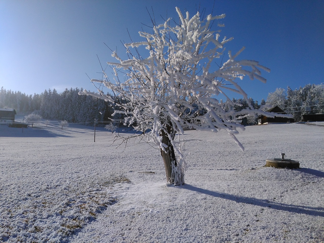 winter hoarfrost frost free photo