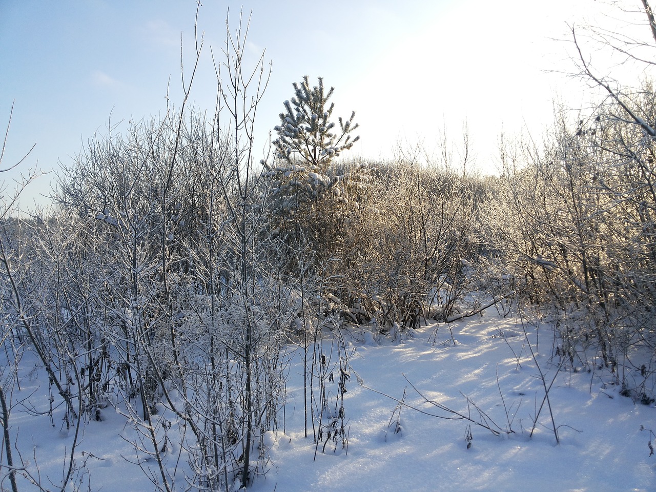 winter sun frost free photo