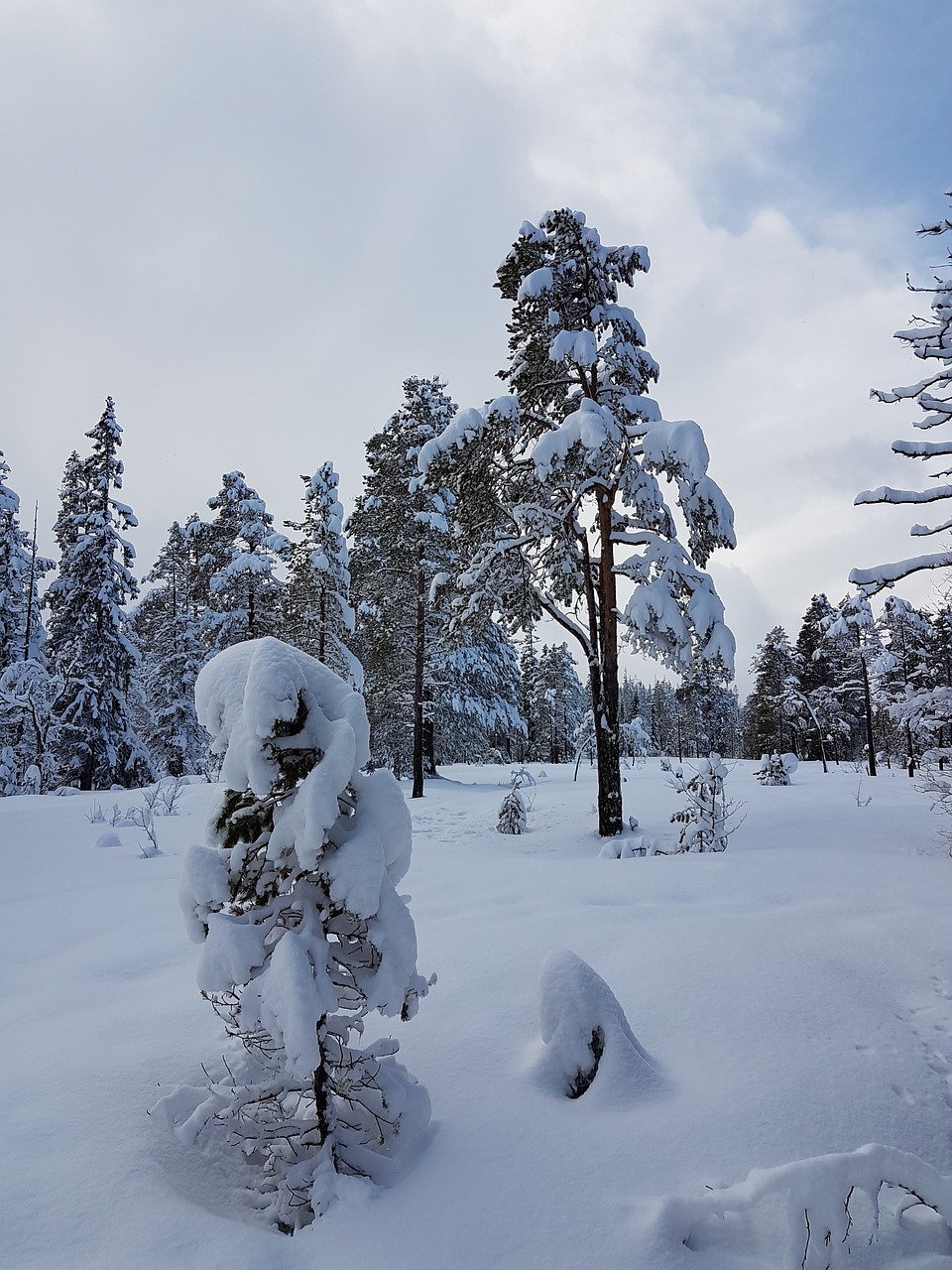 winter landscape winter landscapes free photo