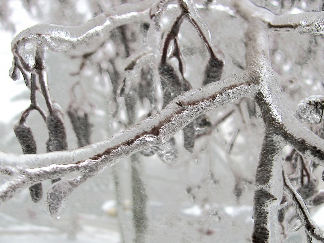 winter tree branch free photo