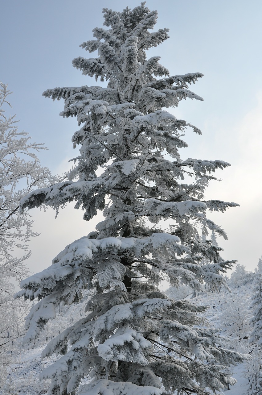 winter snow spruce free photo