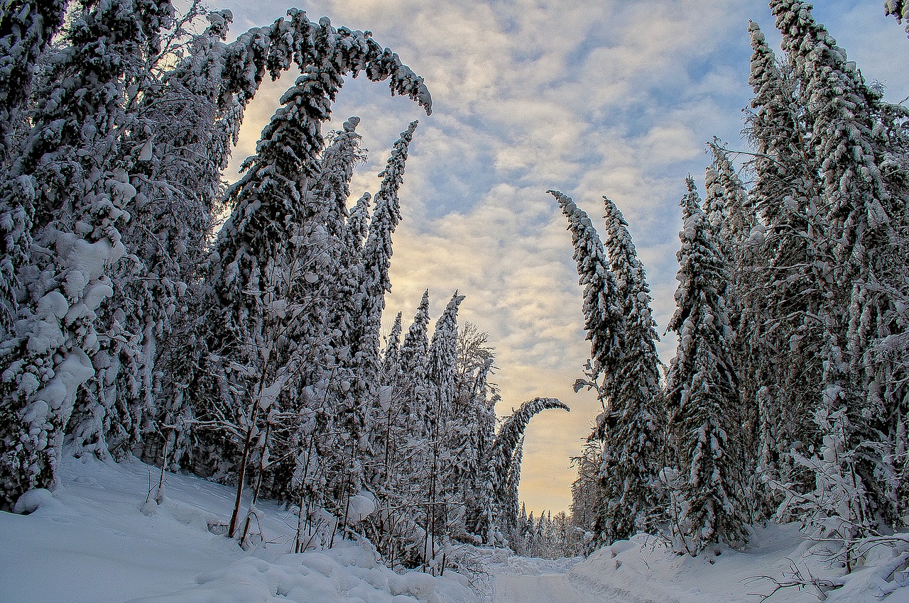 winter forest russia free photo