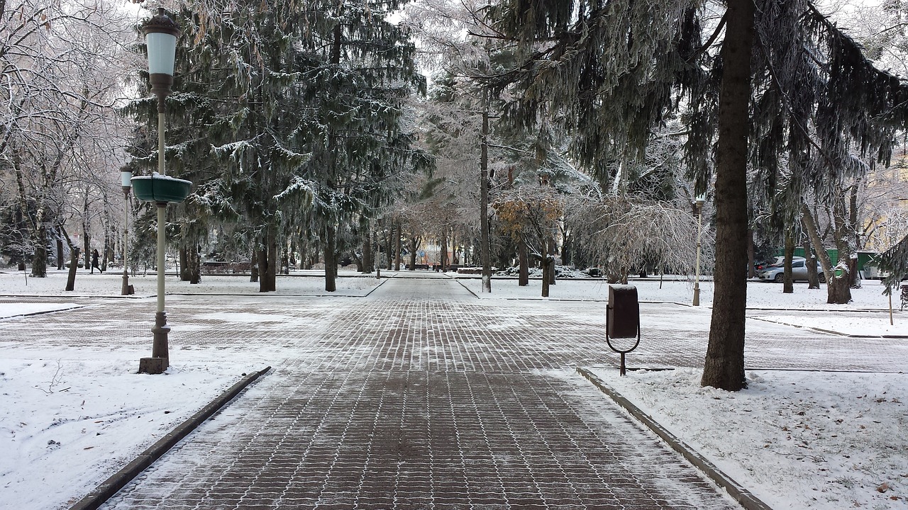 winter stavropol spruce free photo