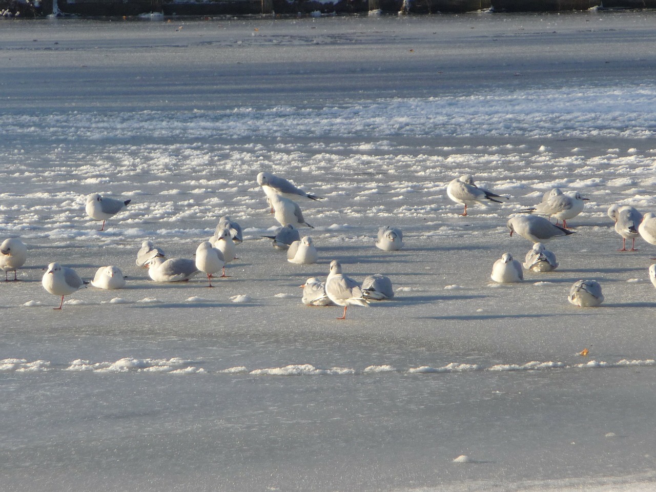 winter sea gulls free photo