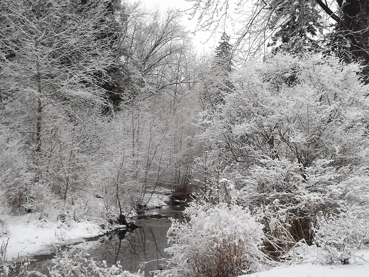 winter view snow free photo