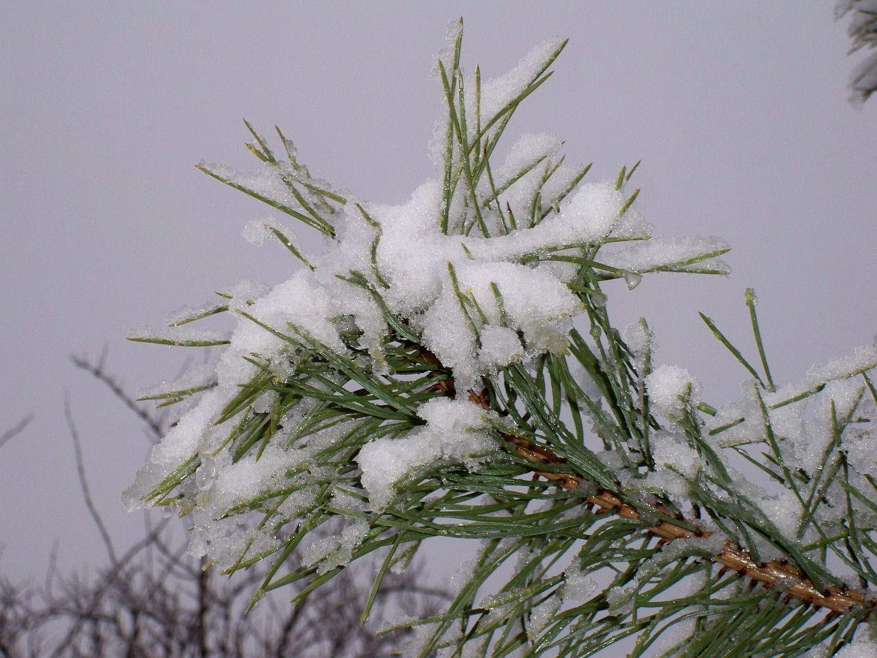 winter tree frost free photo