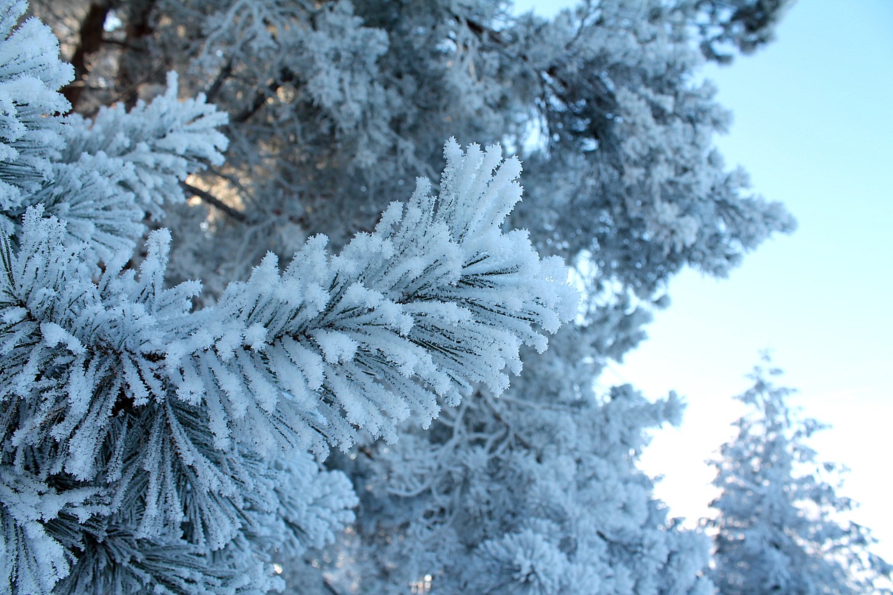 winter forest leann free photo