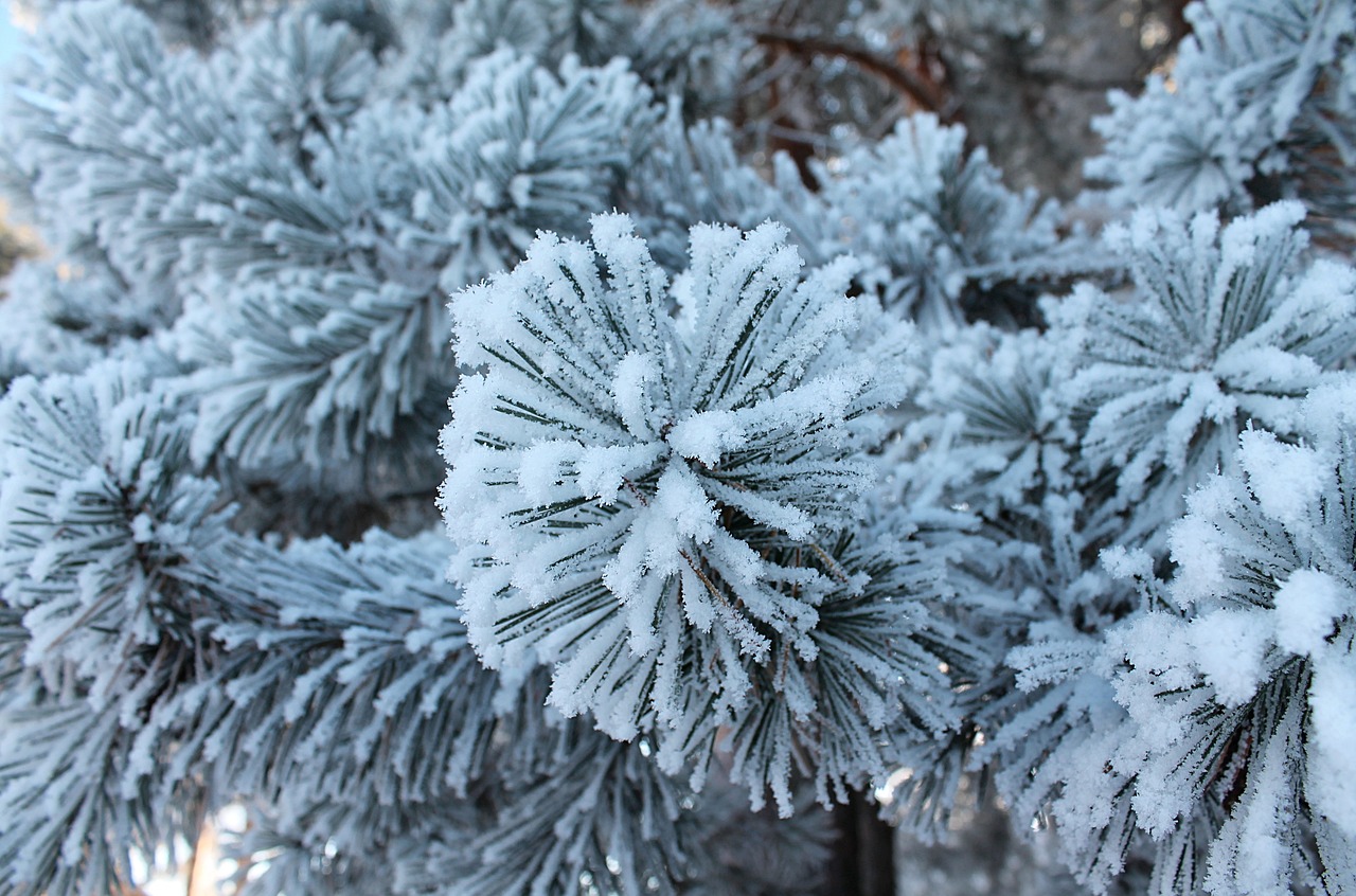 winter forest leann free photo