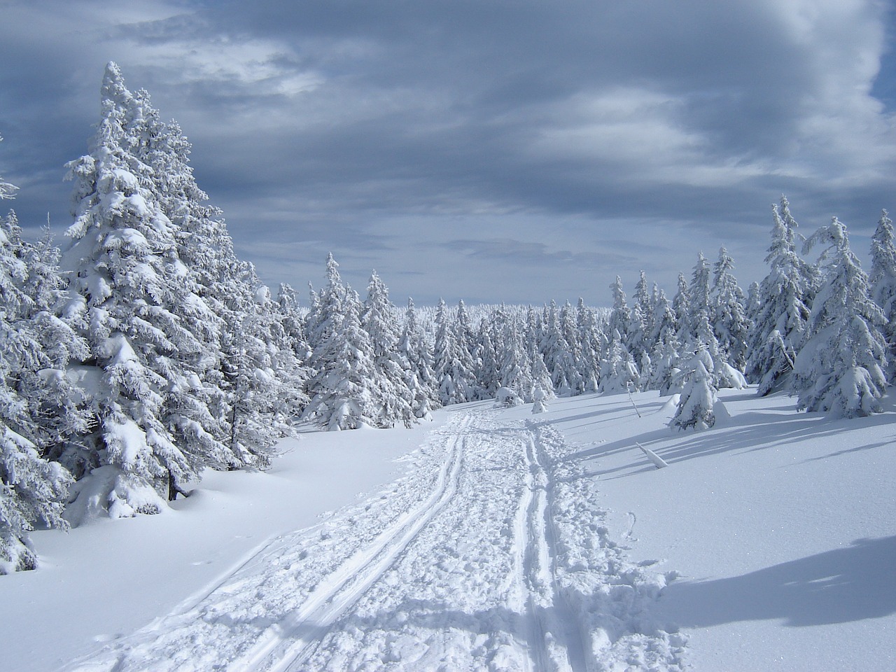 winter path snow free photo