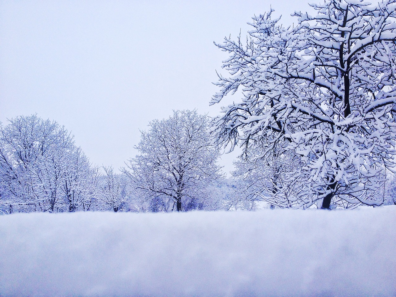 winter snow trees free photo