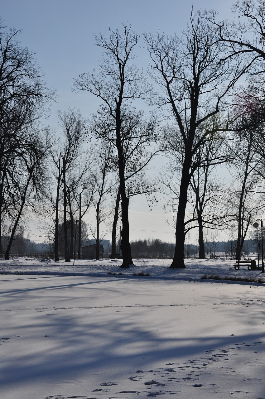 winter snow landscape free photo