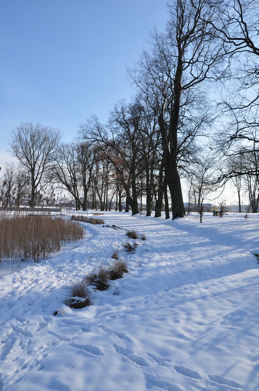 winter snow landscape free photo