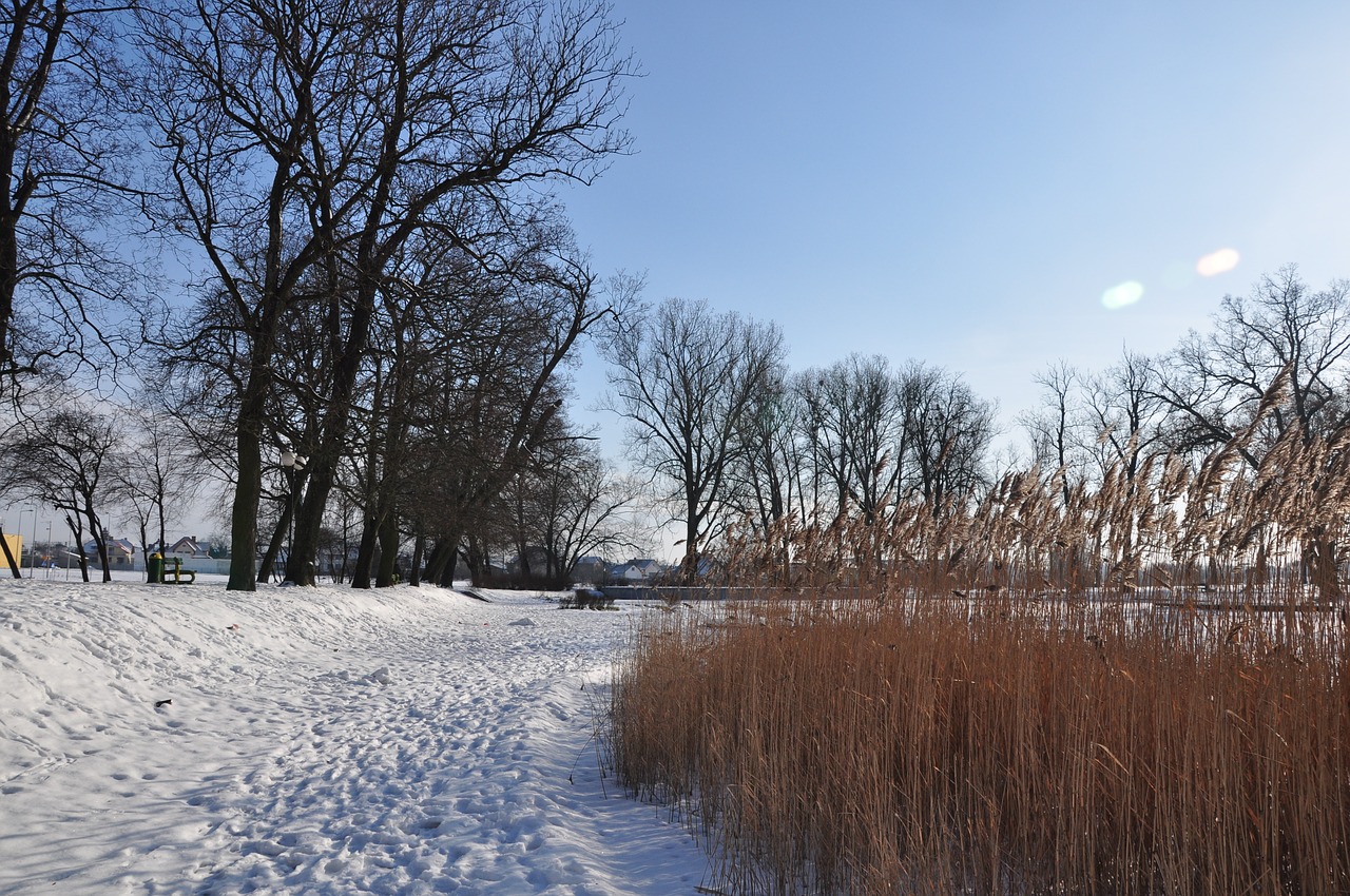 winter snow landscape free photo