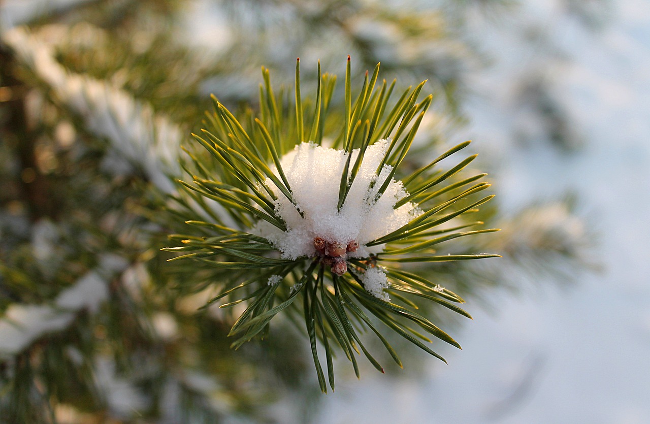 winter snow spruce free photo