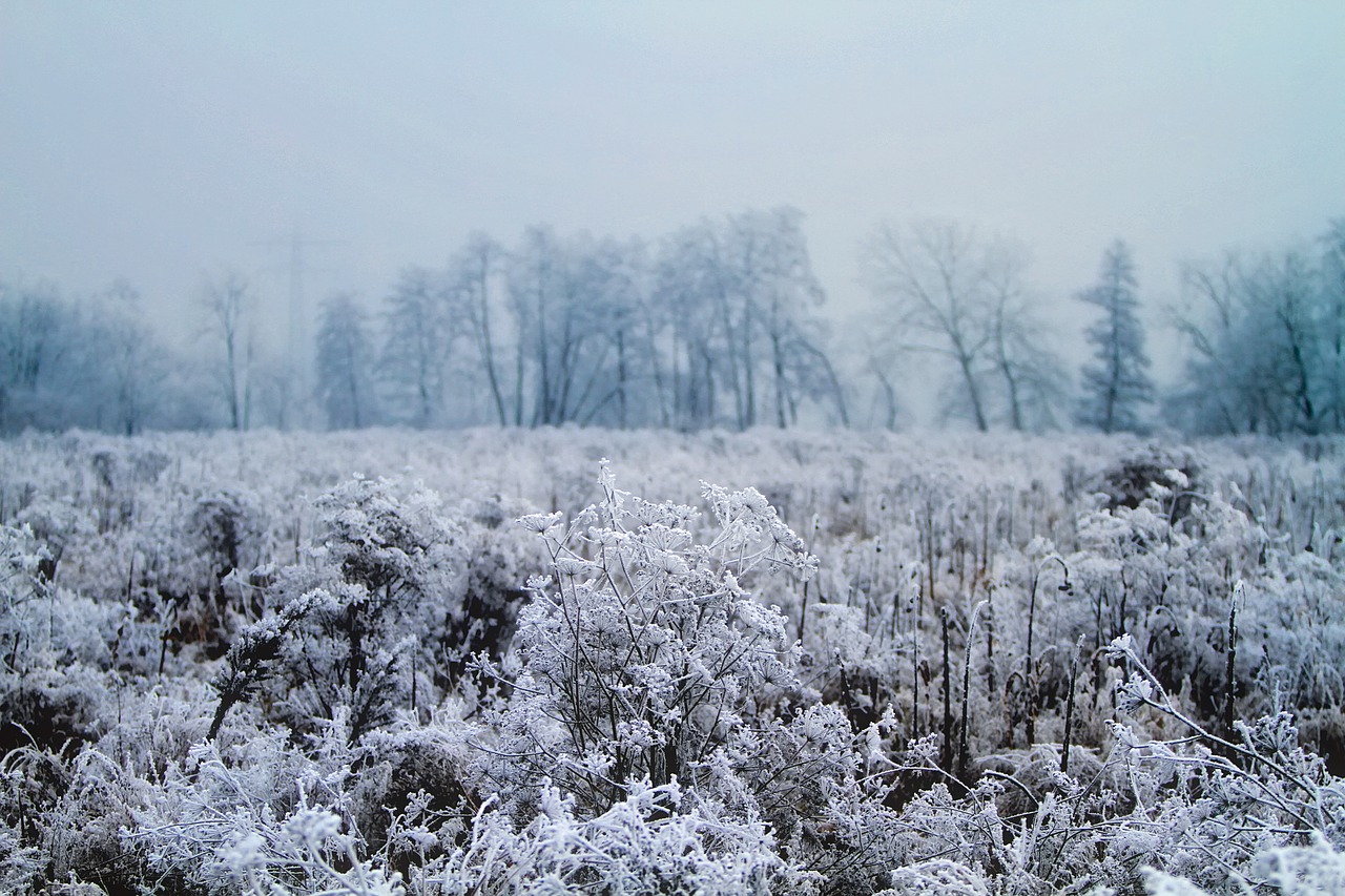 winter snow ice free photo