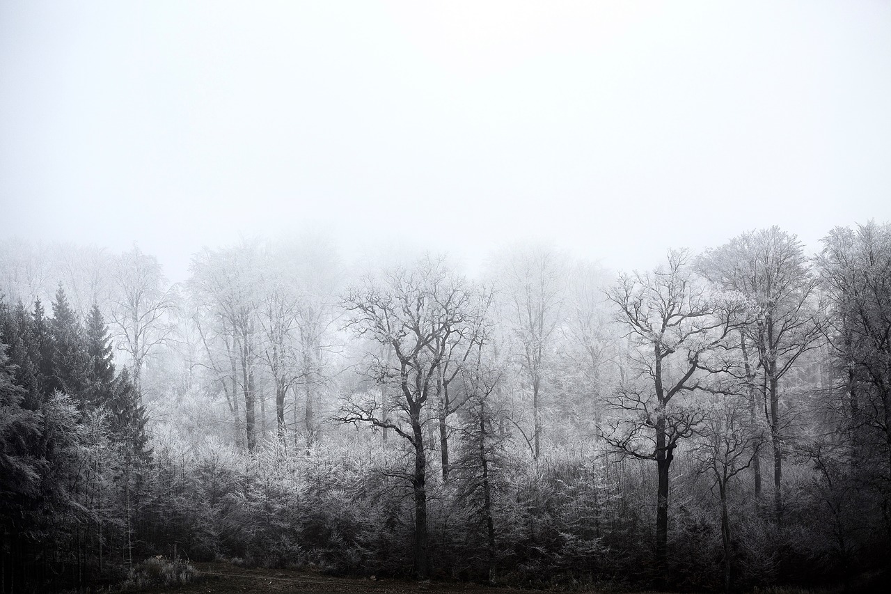 winter forest frozen free photo