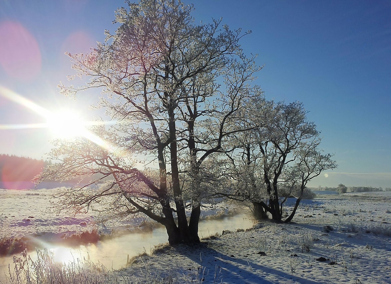 winter rim natural free photo