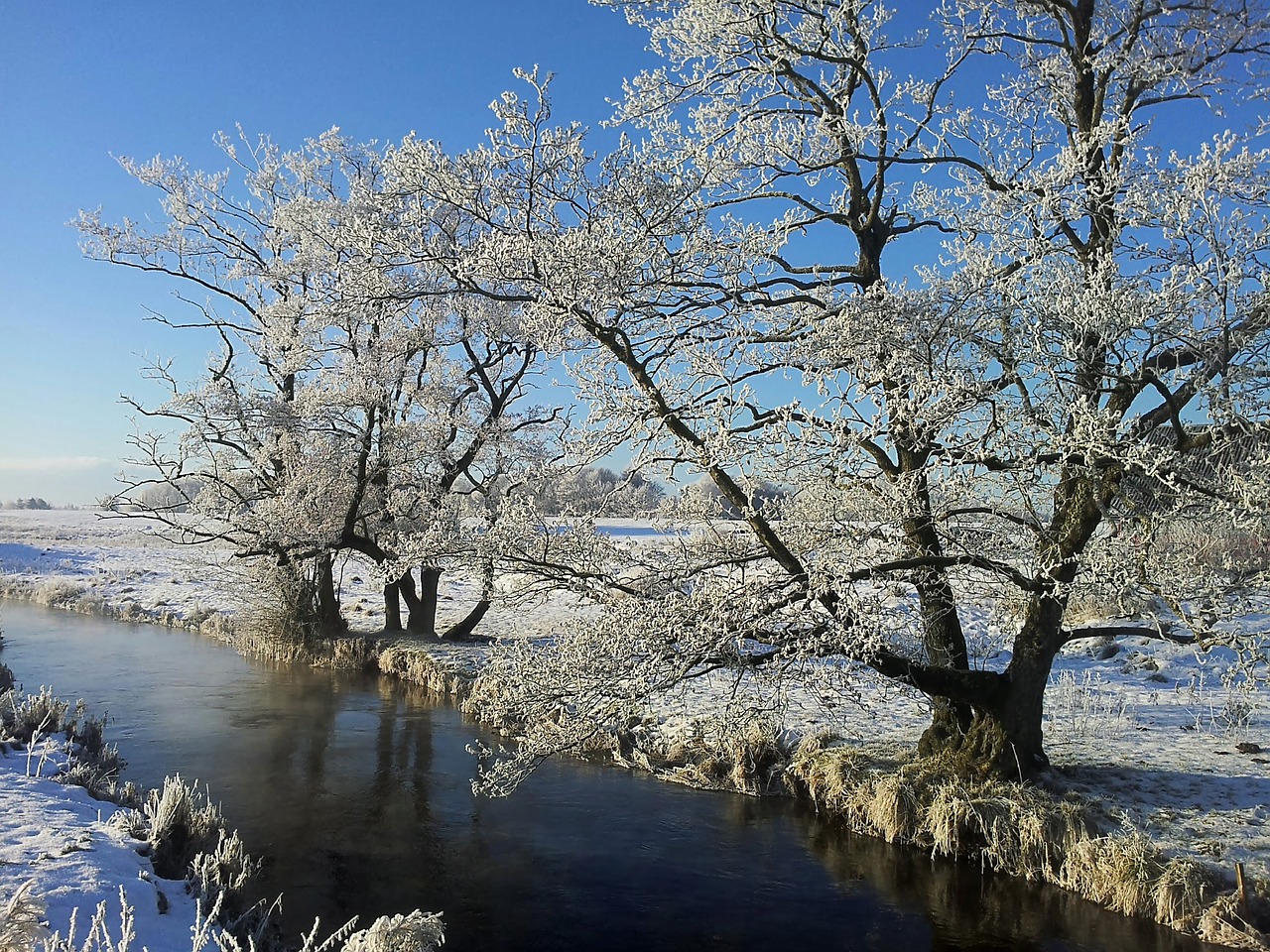 winter rim natural free photo