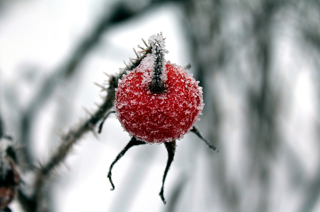 winter rose hip ice free photo