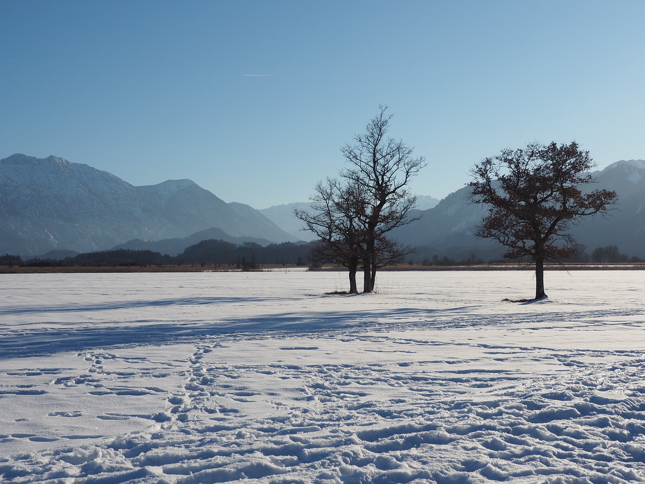 winter snow trees free photo