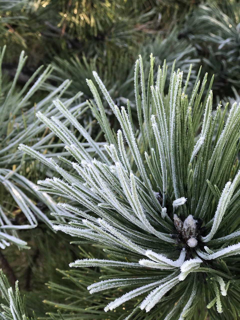 winter hoarfrost frost free photo