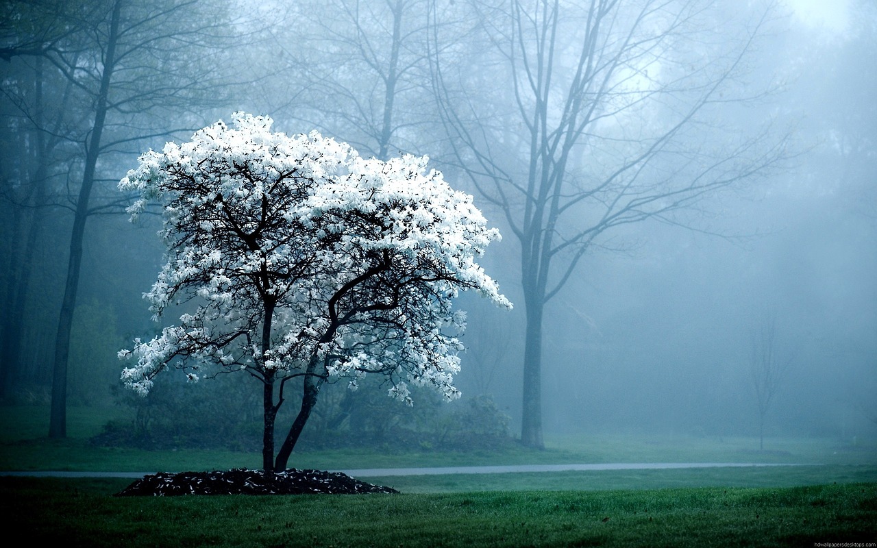 winter tree white free photo