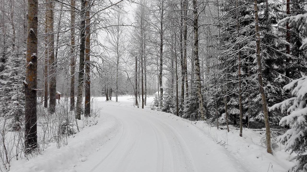 winter white snow free photo