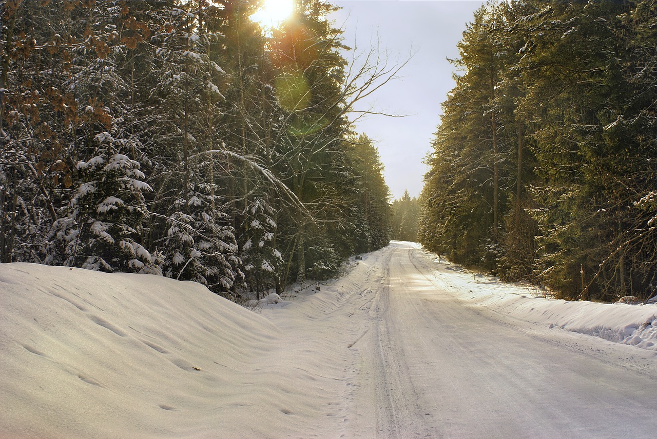 winter forest way free photo