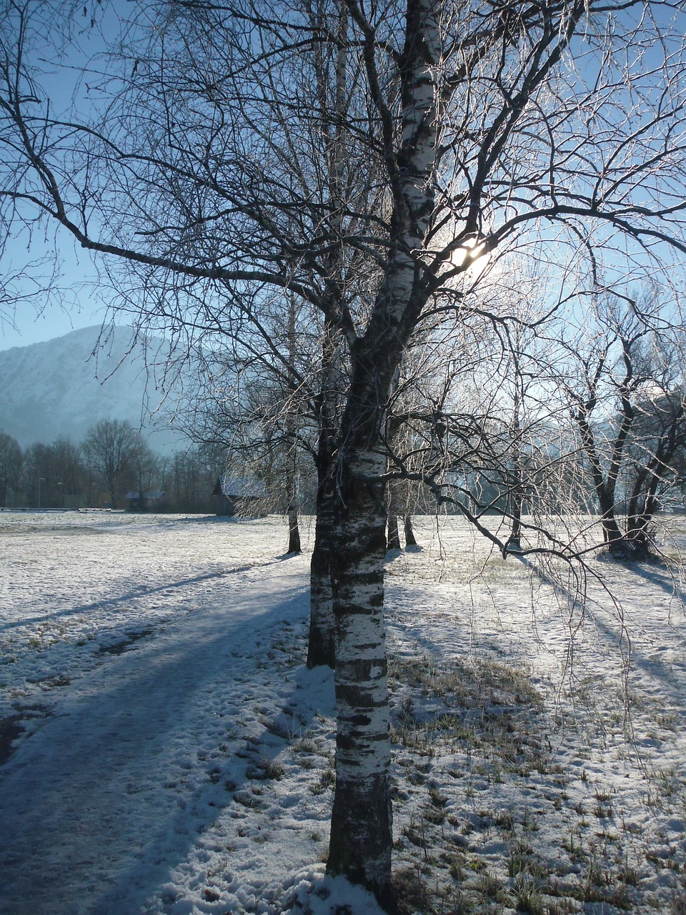 winter wintry trees free photo