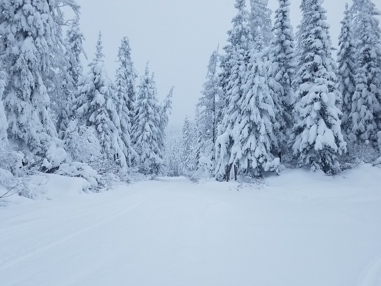 winter snow trees free photo