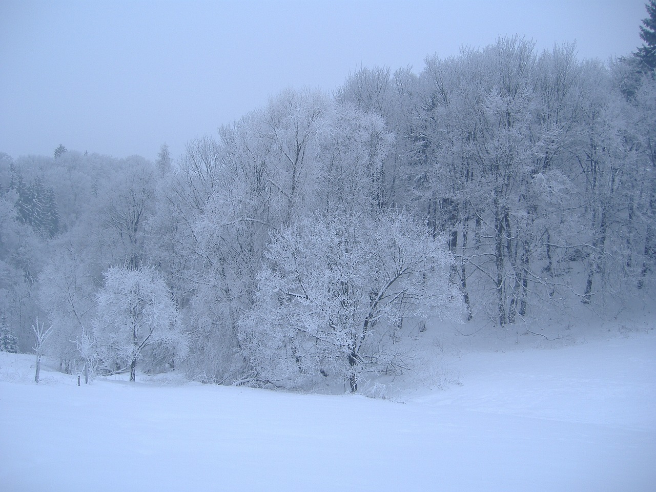 winter snow white free photo