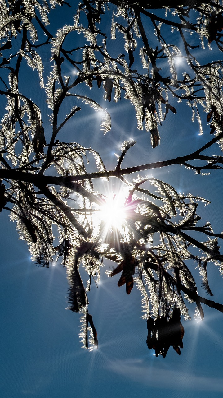 winter sun sparkle free photo