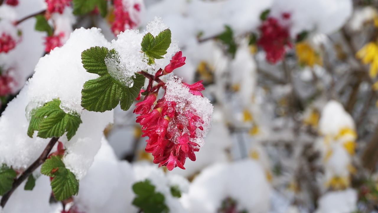 winter spring flowers free photo