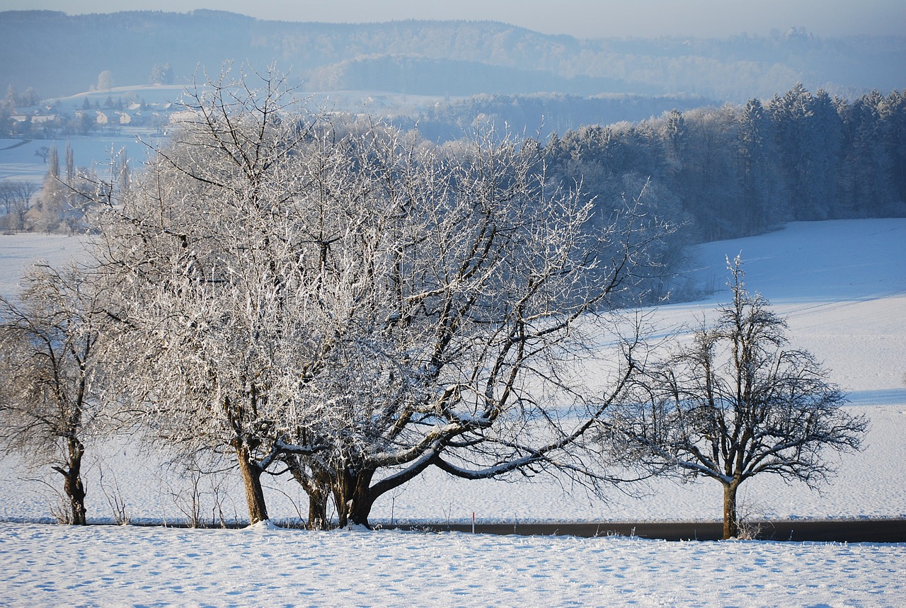 winter snow wintry free photo