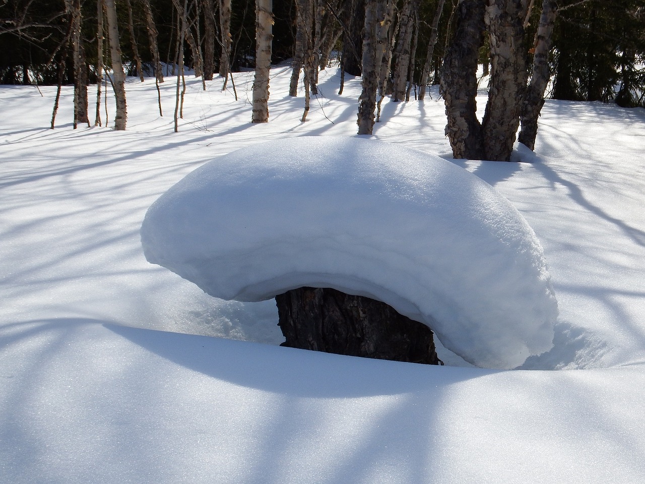 winter snow snowdrifts free photo