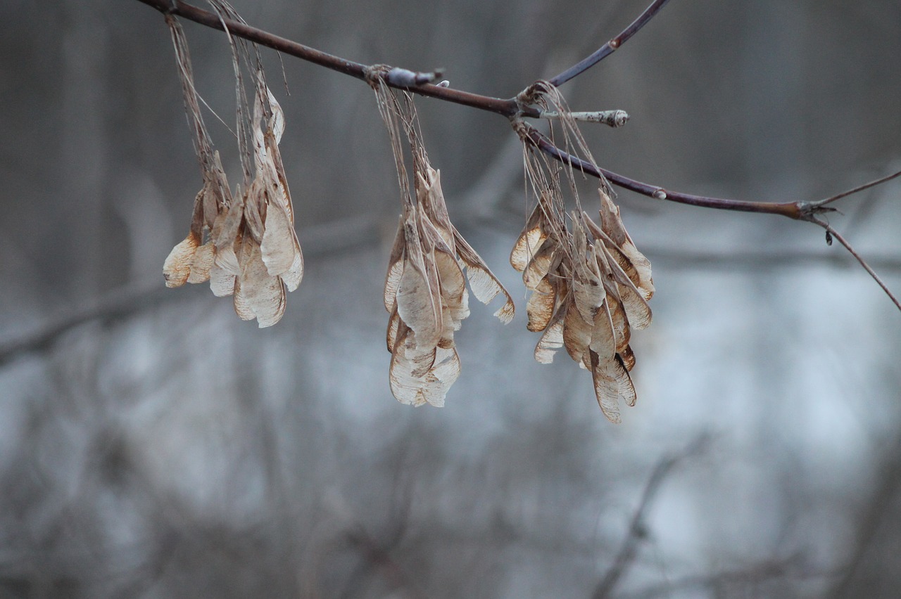 winter seeds branch free photo