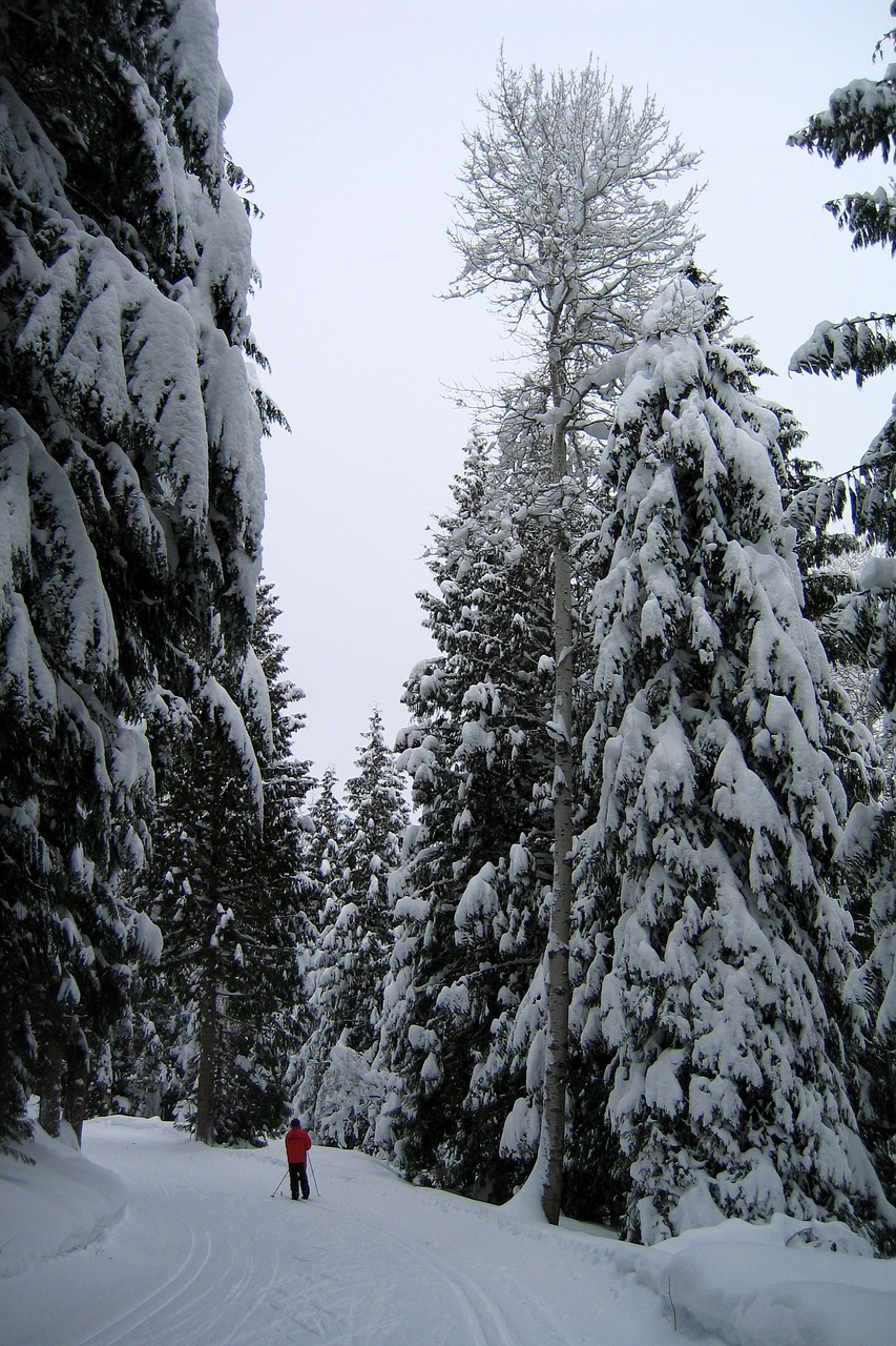 winter snow skier free photo