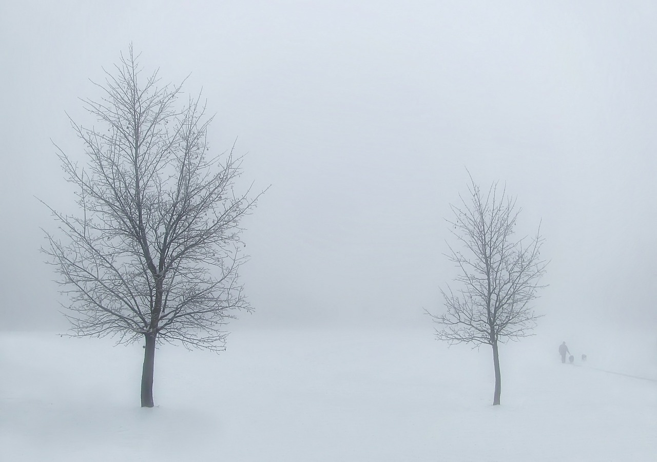 winter trees snow free photo