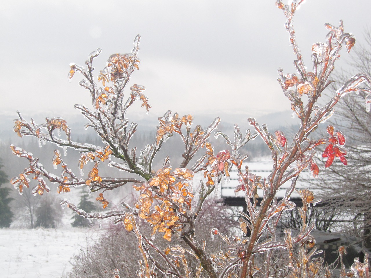 winter poland ice free photo