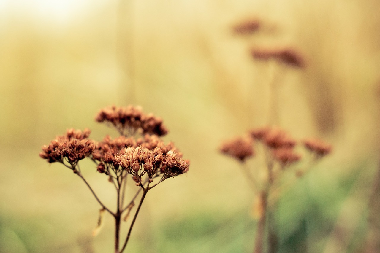 winter flower dry free photo