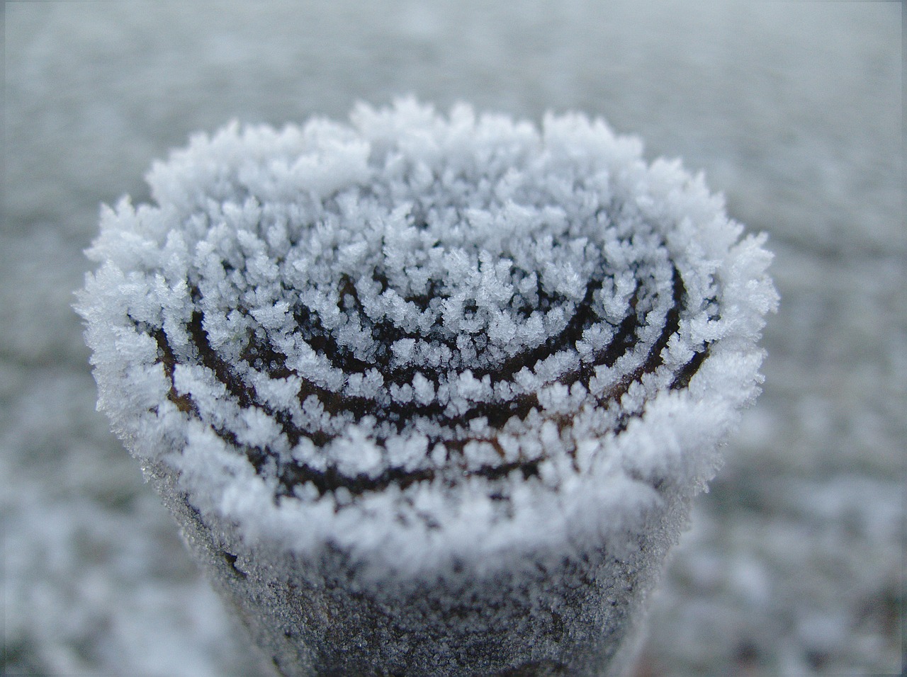 winter white cold free photo