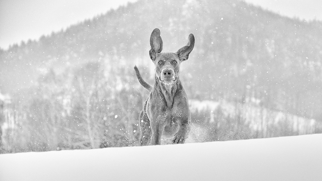 winter dog weimaraner free photo