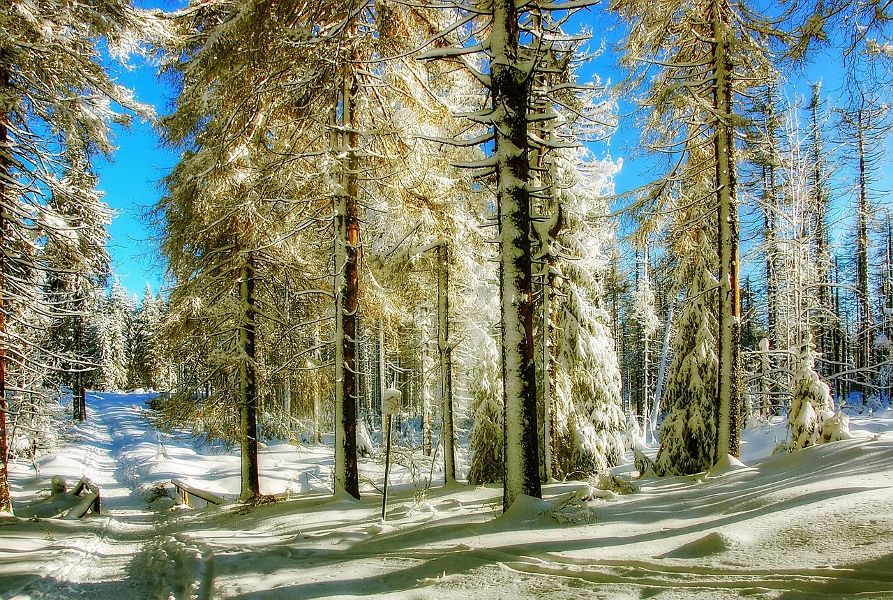 winter snow wintry free photo