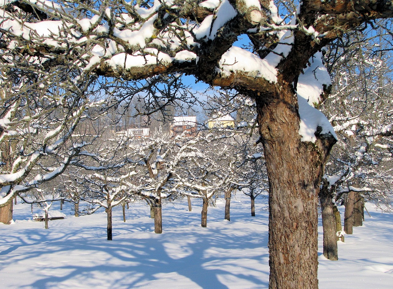 winter snow landscape free photo