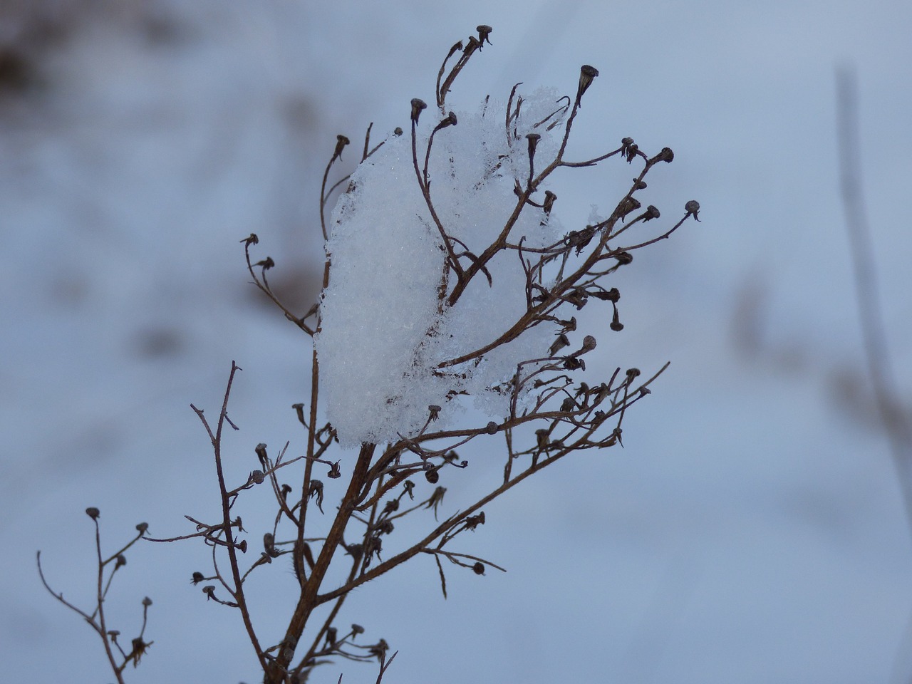 winter flower flowers free photo