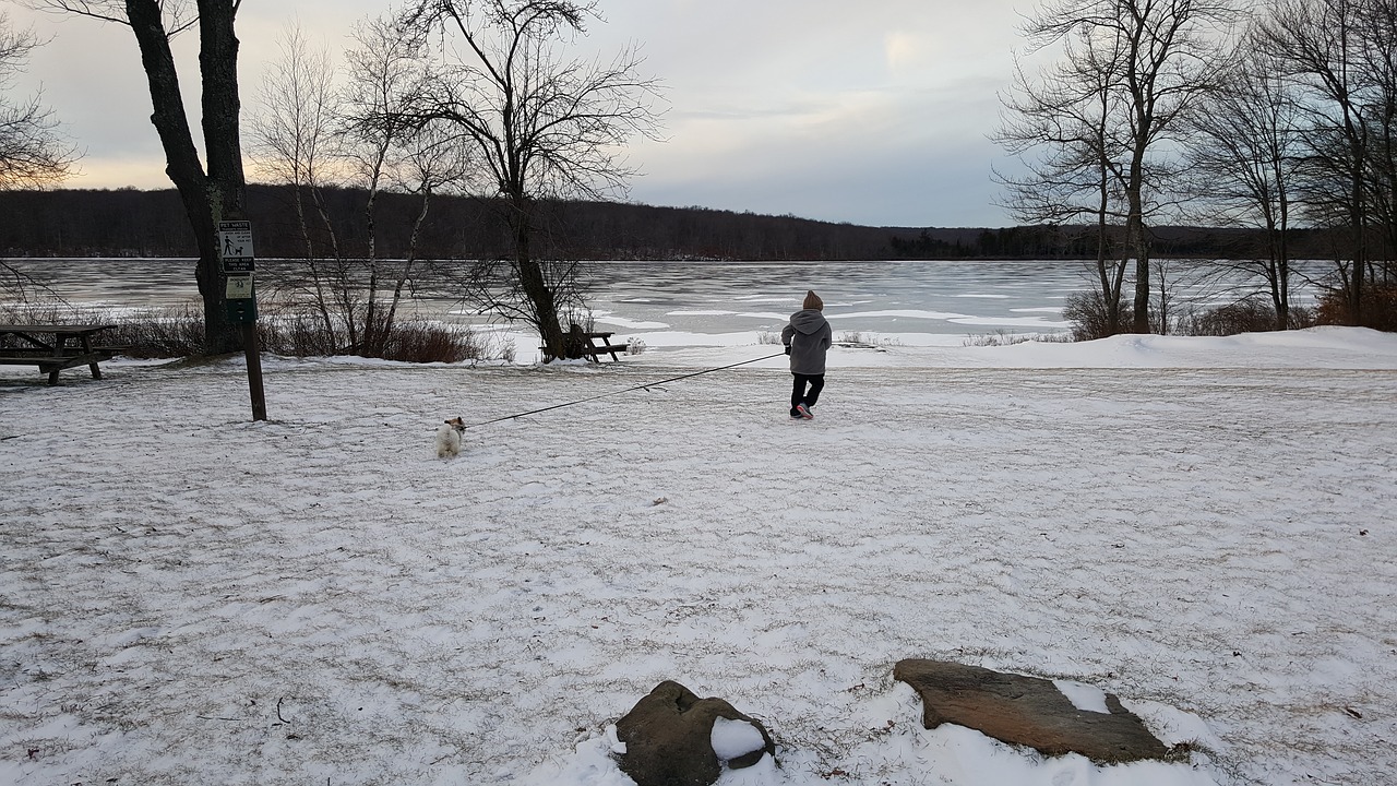 winter lake dog free photo