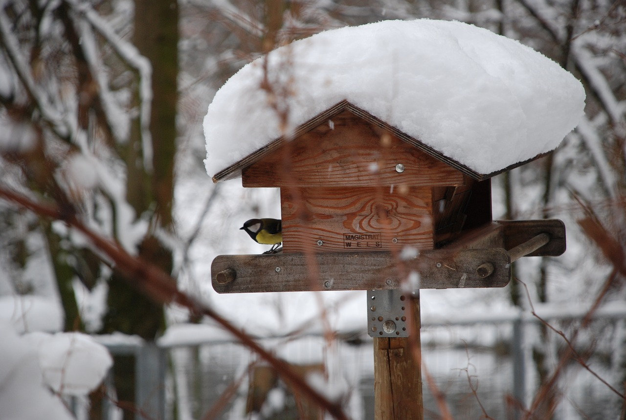 winter snow aviary free photo