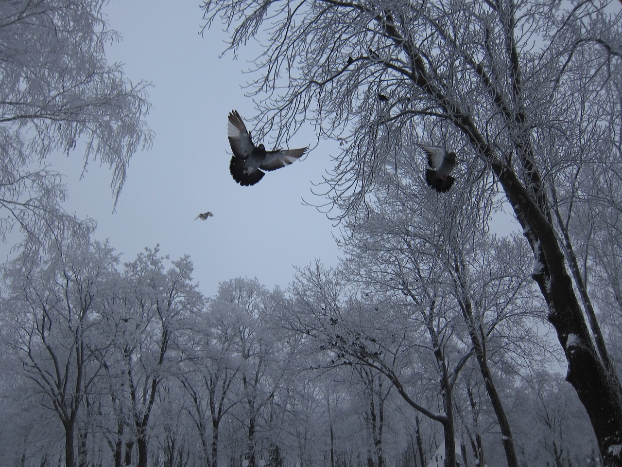 winter dove snow free photo